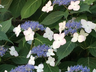 IMG_2121.jpeg