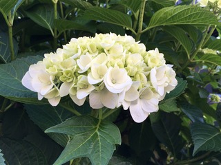 IMG_2124.jpeg